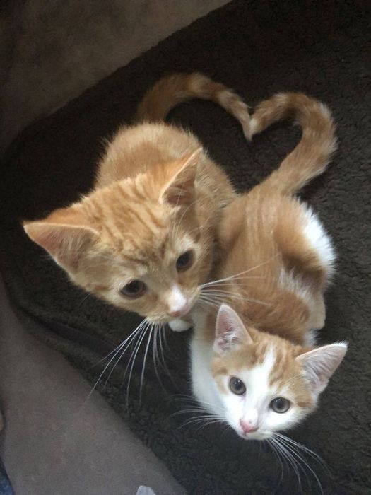 Передержка кошек с любовью