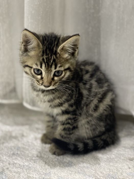 Bengal mushuk bolasi