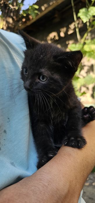 Бесплатно,  котята