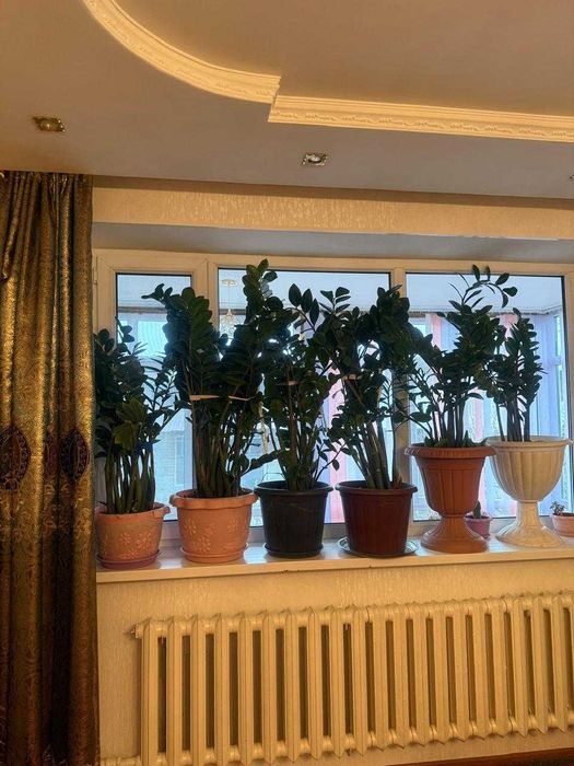 Продам цветы разные