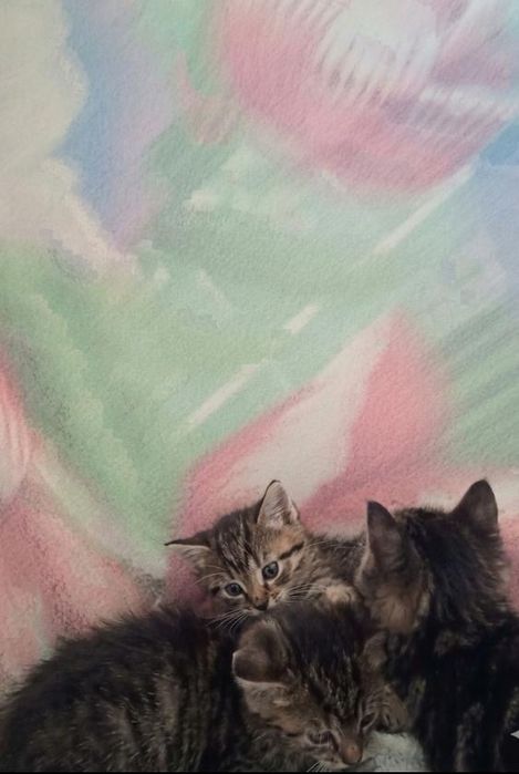 Отдам котят  милых