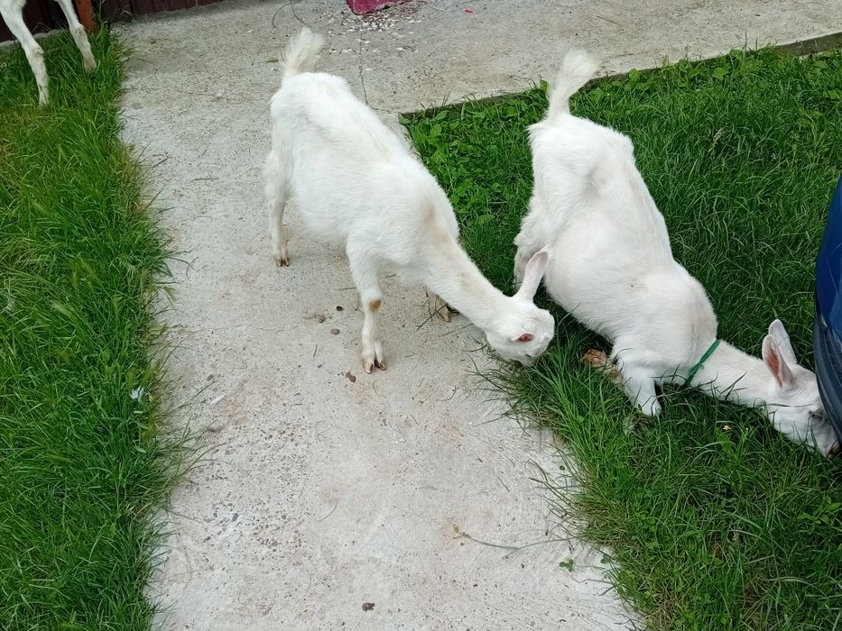 Vand iedute si un ied saanen