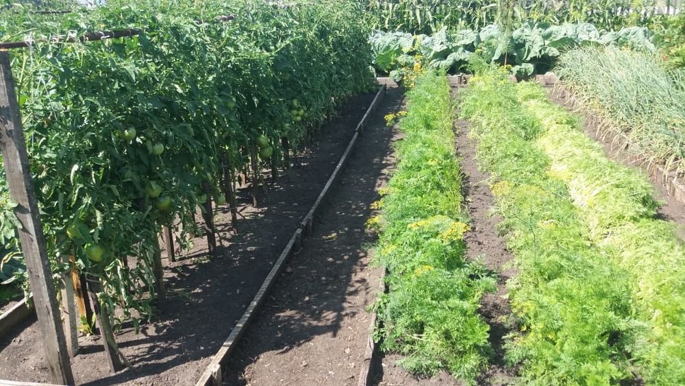 Продам дачу в с/о Борки