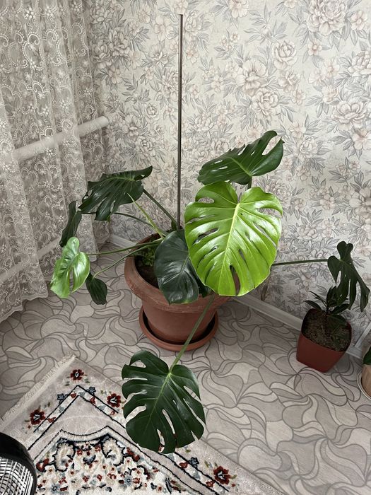Продам большие домашние цветы