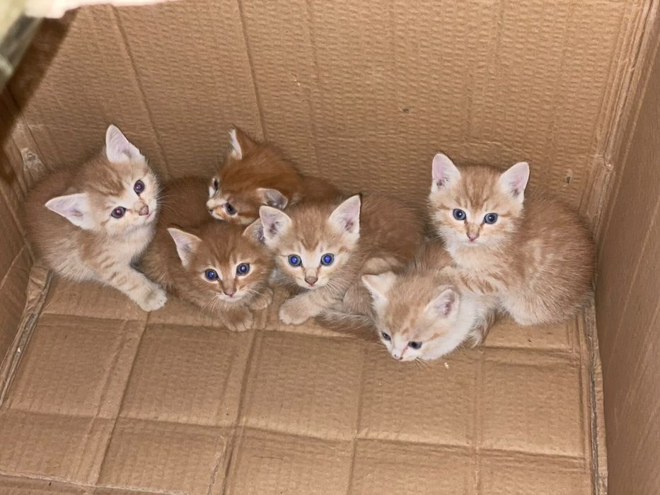 Продается котята