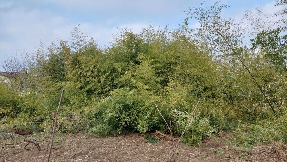 Vand bambus aclimatizat