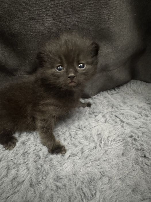 Отдам котенка в добрые руки