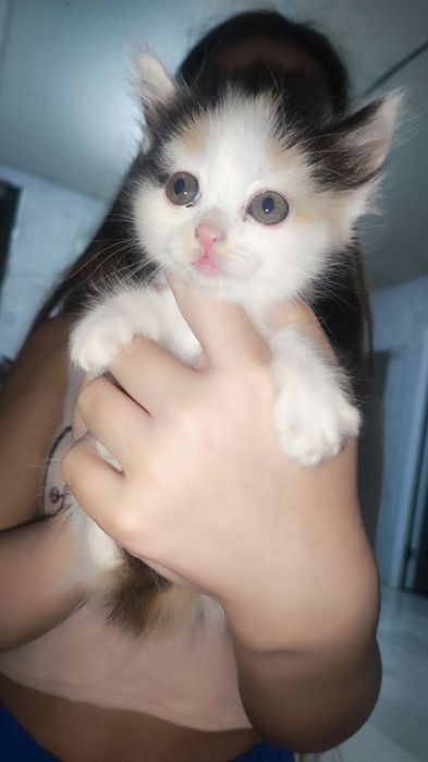 Котята, отдам даром