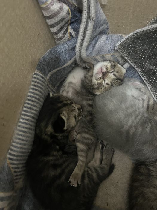 Котенки шотландские