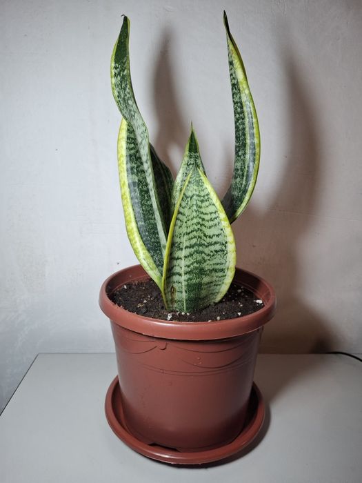 Продаются комнатные растения Сансевиерия