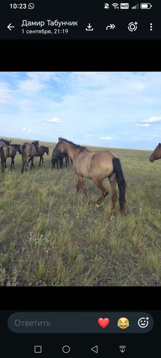 Продам кобылу 4года