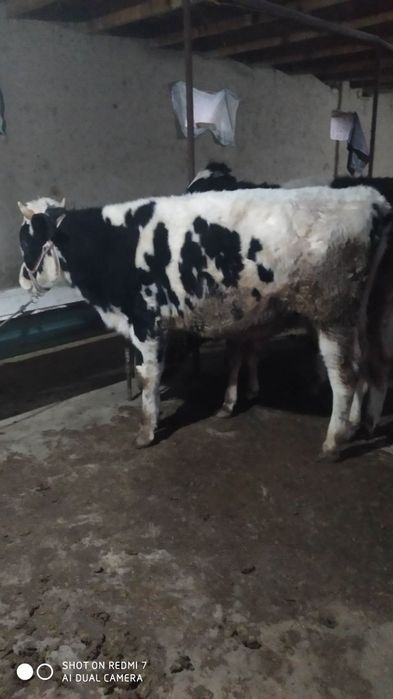 Buqalar sotiladi, 1.5 yosh, 22 mln so'mdan yana kelishiladi.