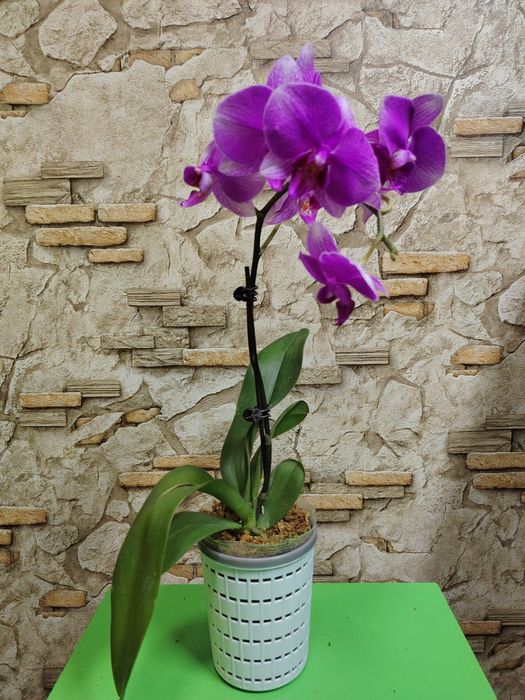 Орхидеи по выгодной цене