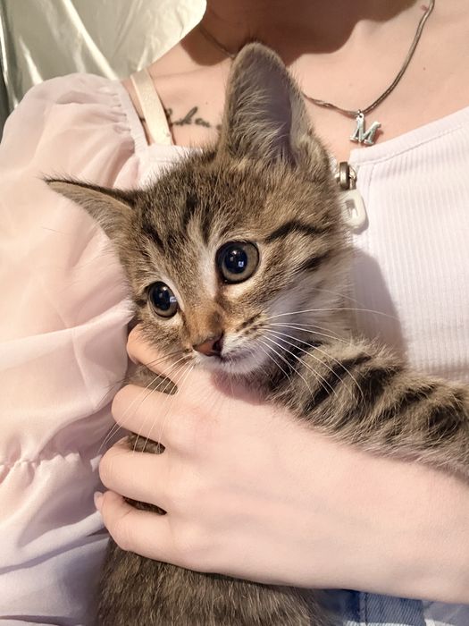 Котенок ищет друга !