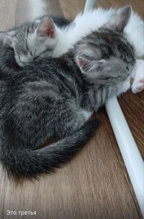 Котята в добрые руки