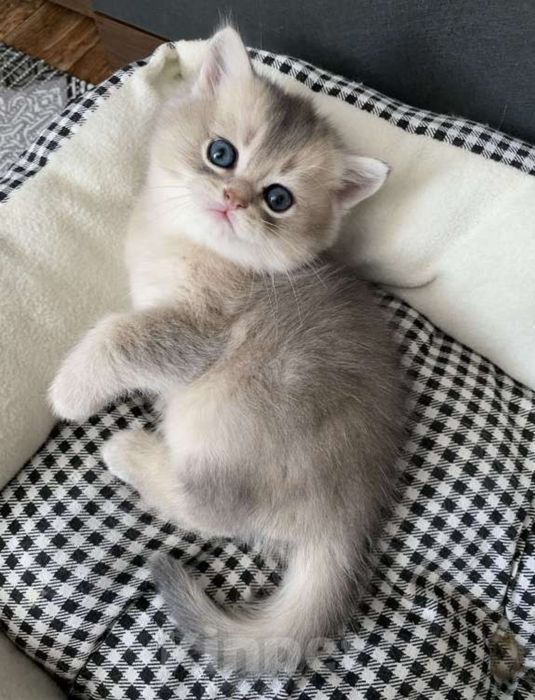 Продаются  котята шиншиллы
