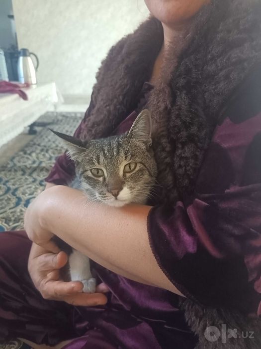 Mushuk tekinga beriladi faqat yaxshi boqadigan odamga