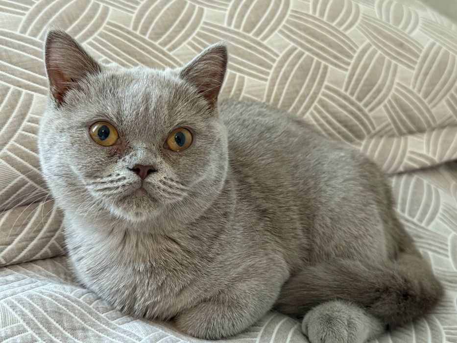 Кошка скоттиш страйт