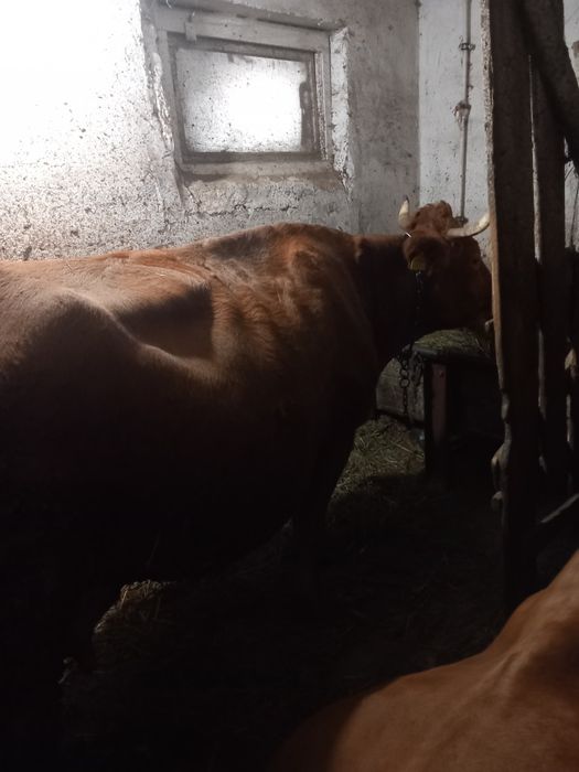 Vacă bălțată românească