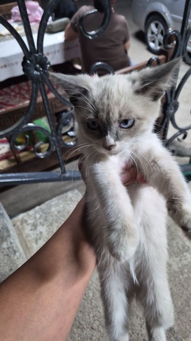 Отдам котят в хорошие руки