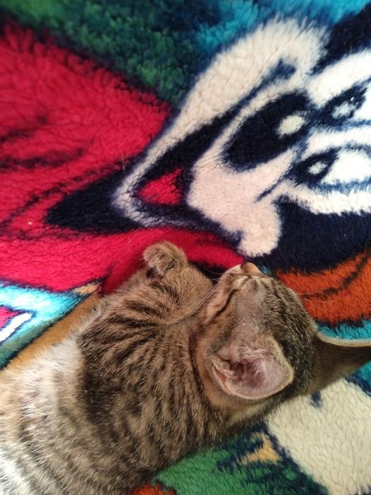 Котята необыкновенные. В добрые руки