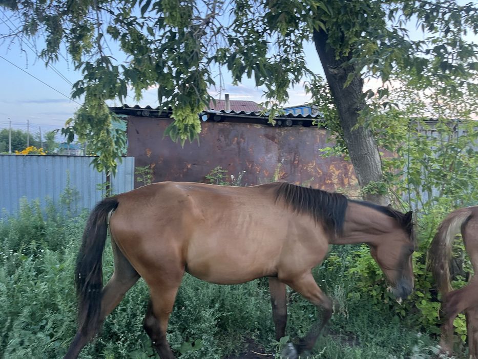 Продам продам кунан