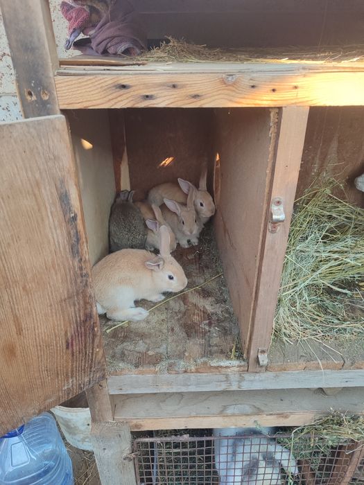 Жайдари куён сотилади