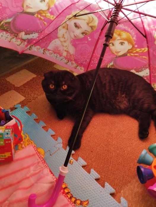 Брутальный жених