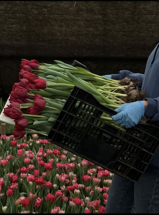 Тюльпан 50-60 см