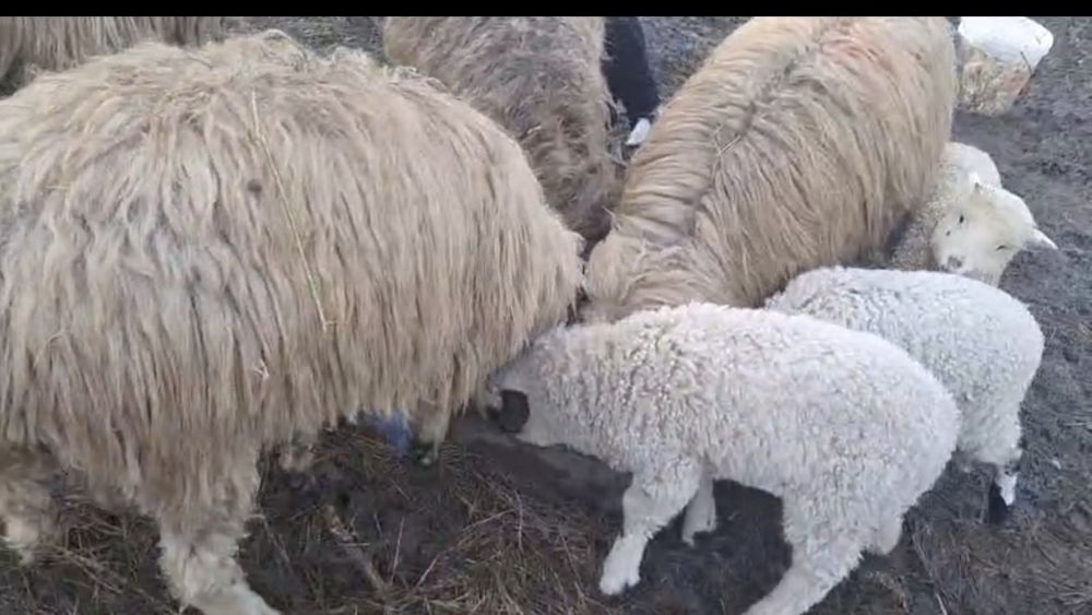 4 oi si 4 mieluțe  la prima fătare  11 milioane bucata bani  vechi