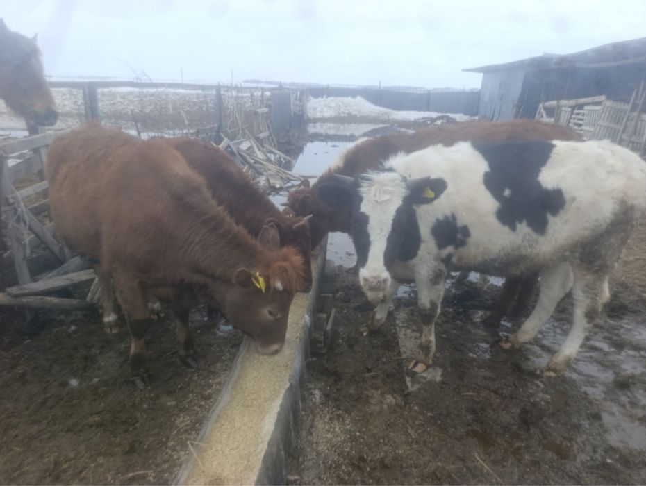 Продам годовалых телок