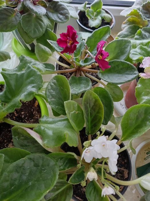 Продам цветы разные