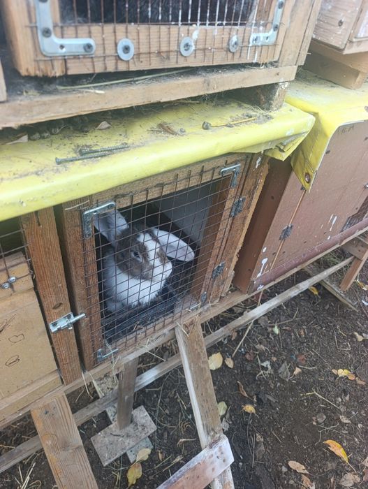 Продам кроликов с клетками
