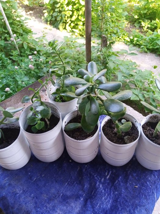 Цветы: толстянка, каланхоэ.