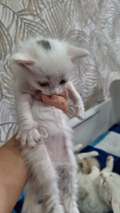 Отдам котят в добрые руки. Девочку и мальчика