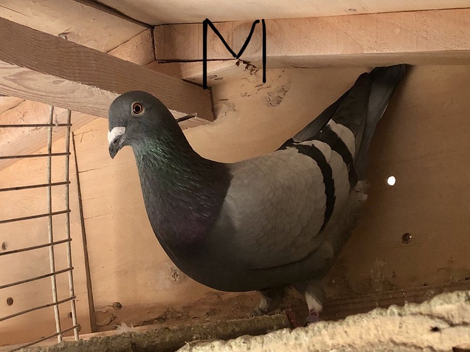 Toti 10 la 400roni = Arden,New Laureat , Sticalbaut