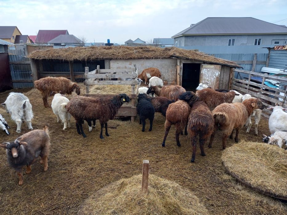 Қой ешкі қошақандар, лақтар