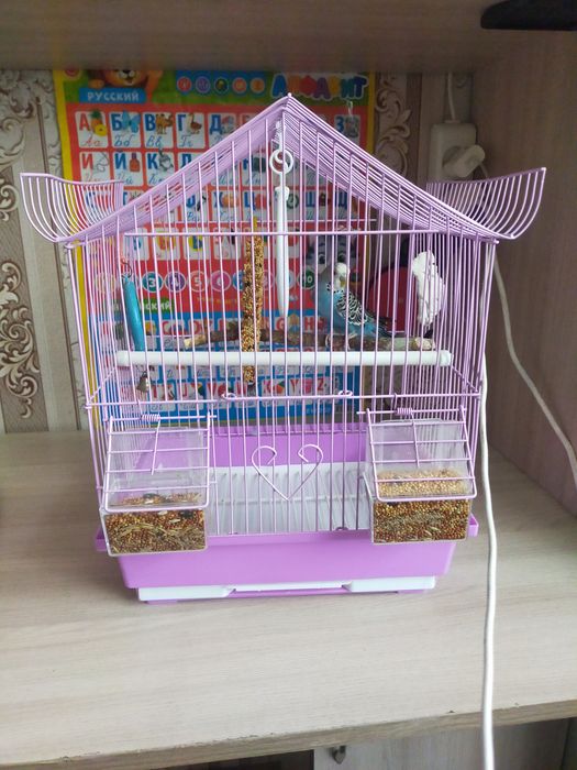 Попугай вместе с клеткой и всем необходимым
