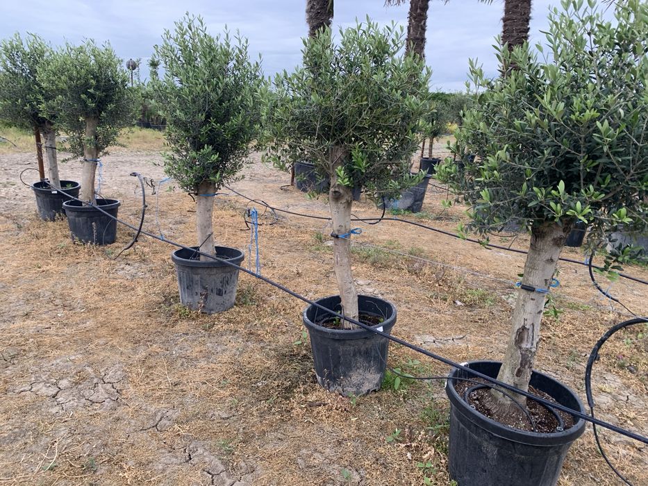 Maslin Olea Europaea pe rod