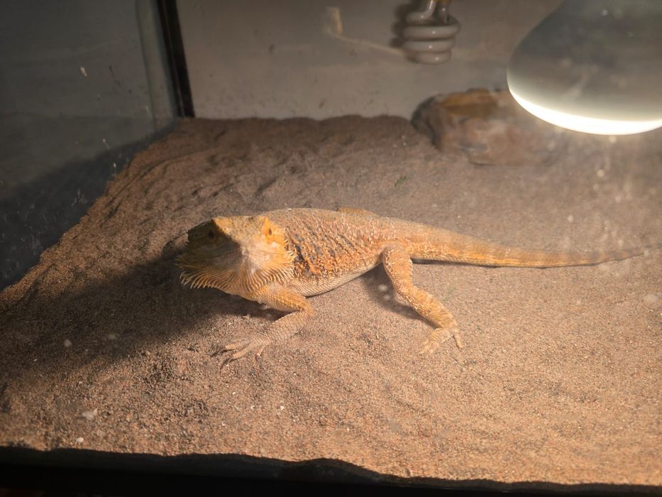 Продам бородатая Агама.