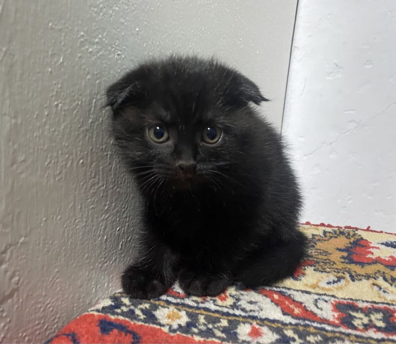 Отдам котика в хорошие добрые руки