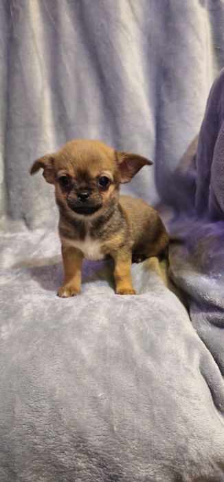 Baietel  chihuahua cu acte