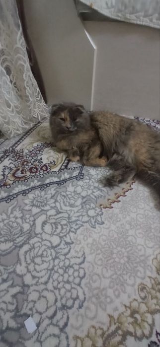 Продаётся породистый кошки