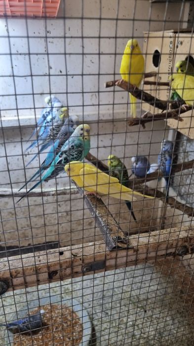 Продаются попугая есть взрослые и молодняк