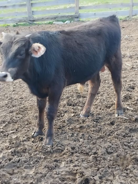 Vând taur și tăurasi