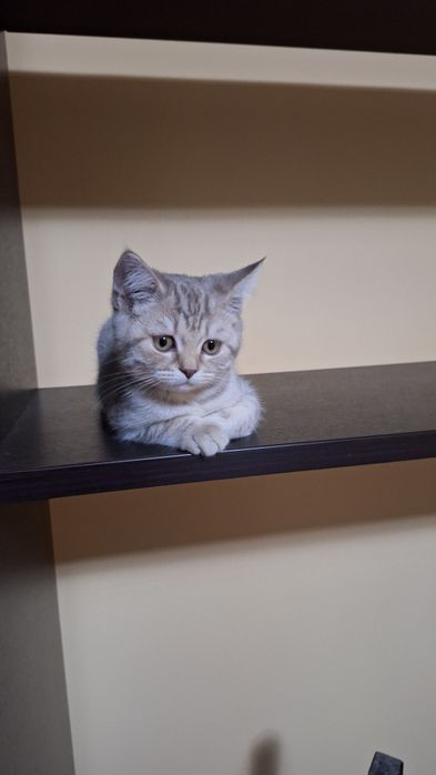 Котенок шотландский