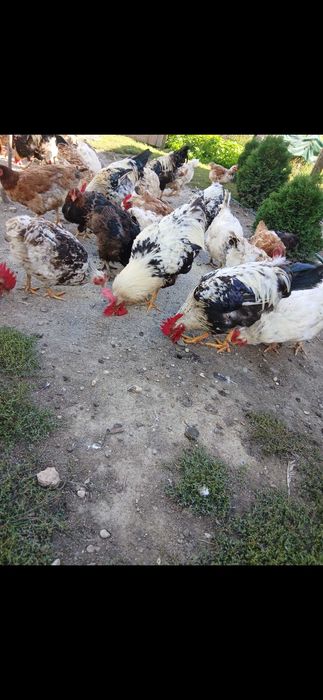 Vand cocosi de tinut