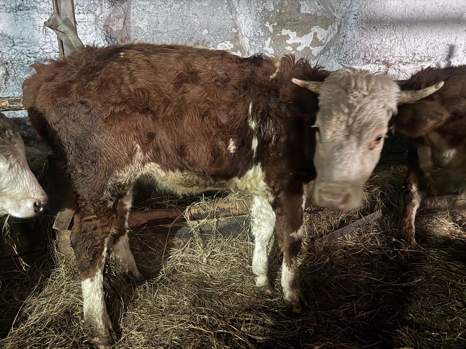 Продам телочку 2 года