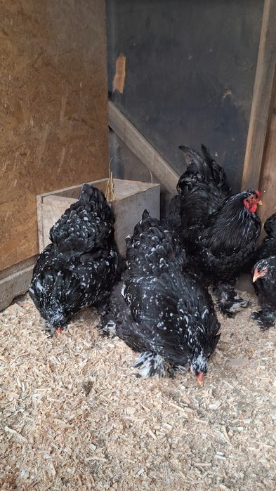 Familie Brahma bobat