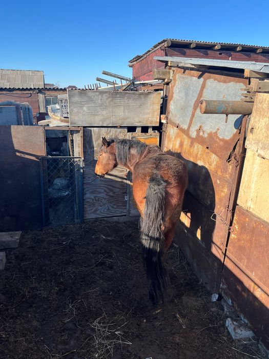 Продам кобылу 3 х лет